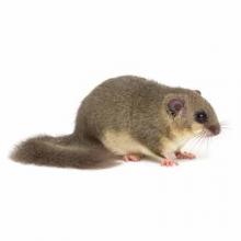 Glis glis - edible dormouse