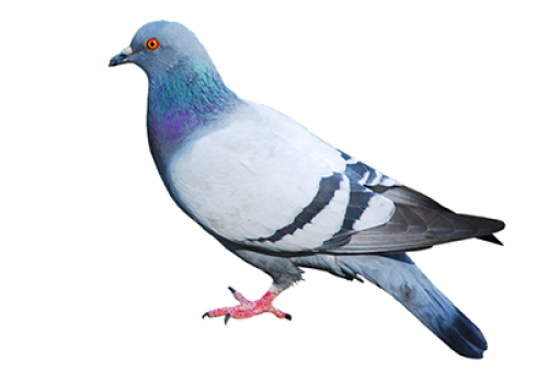 pigeon