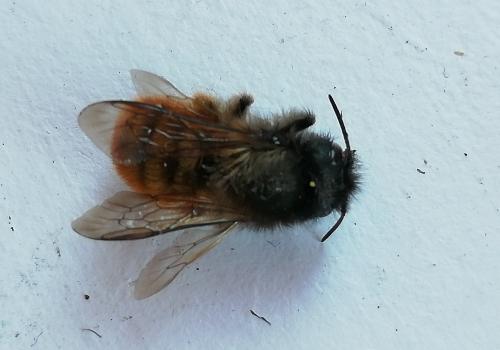 Identified as Masonry bee – Osmia rufa