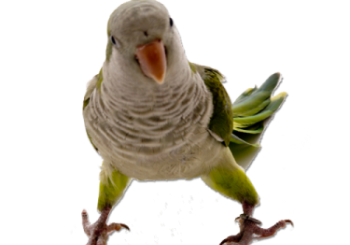 Parakeet