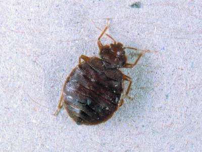 Bed bug, credit Killgerm