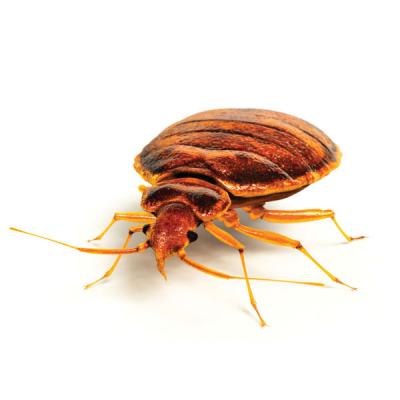 Bed bug control and removal services