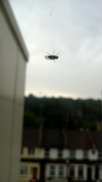 Fly on window