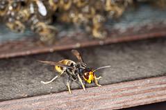 Asian hornet