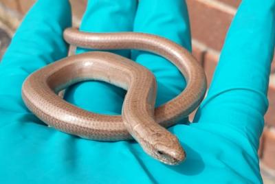 Slow worm